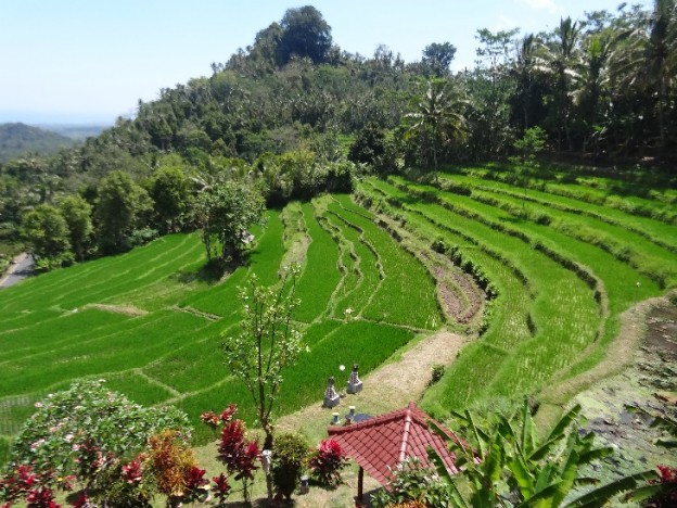 rizière ubud